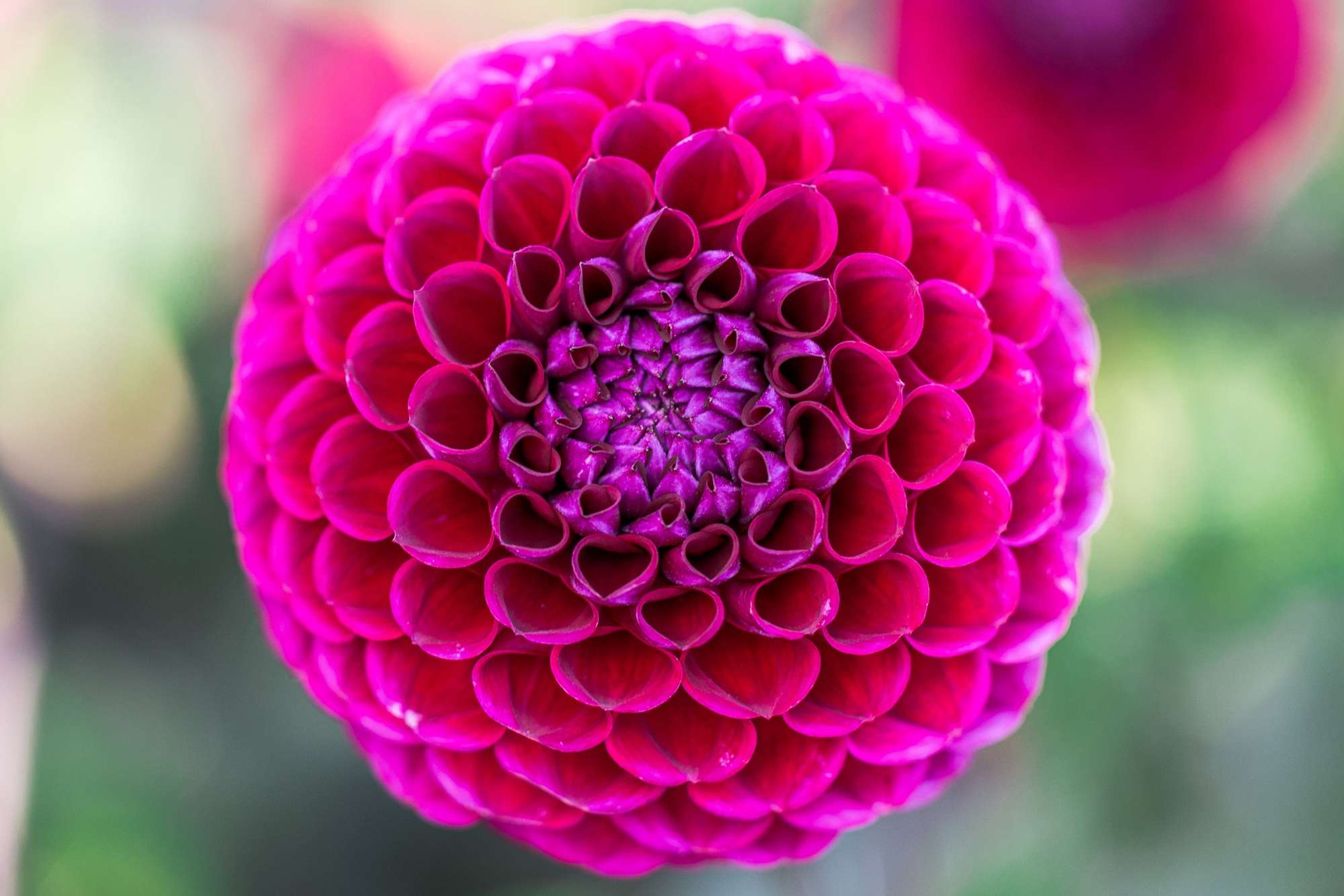 Dahlia 'Jowey Arenda'
